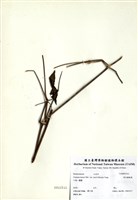 藏品(森氏鐵線蓮)的圖片